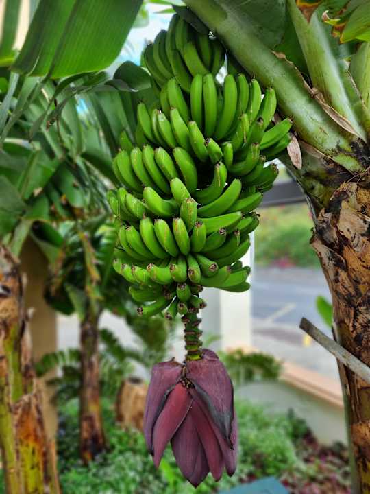 Gartenanlage Suite Hotel Eden Mar - PortoBay