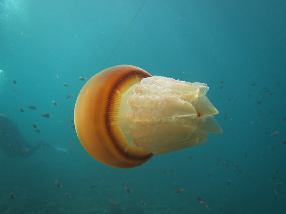 Sport & Freizeit Wyndham Garden Salalah Mirbat