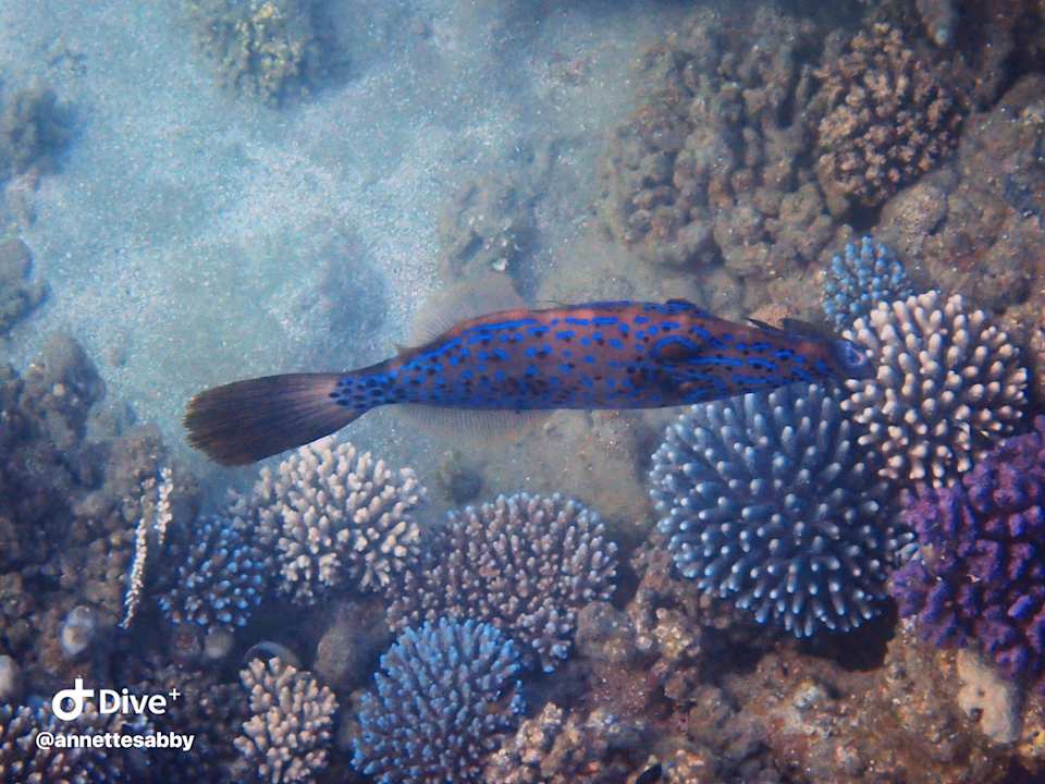 Sonstiges Three Corners Equinox Beach Resort