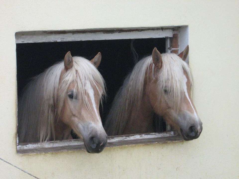 Was für ein Empfang Pferdehof Bretschneider