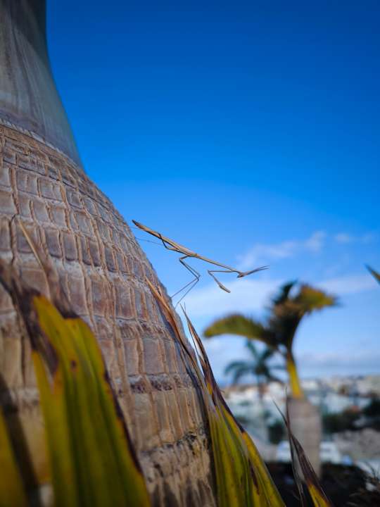 Pool Royal Hideaway Corales Suites