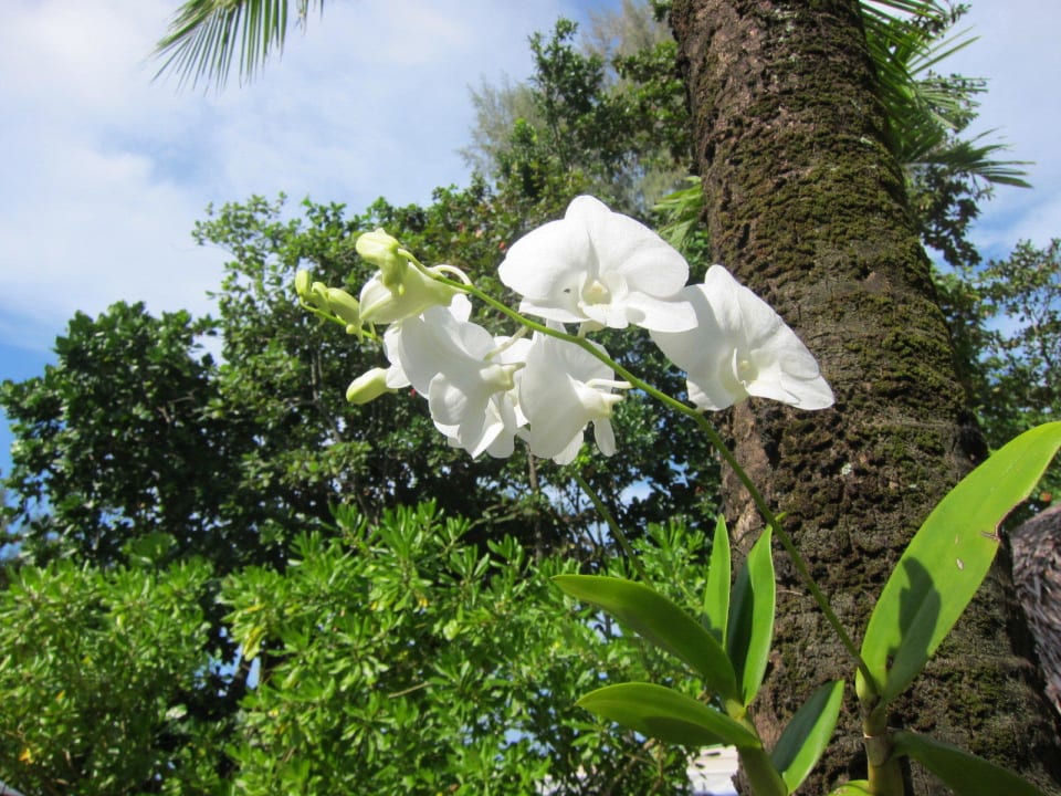 Orchideen in der gesamten Anlage Bangsak Village