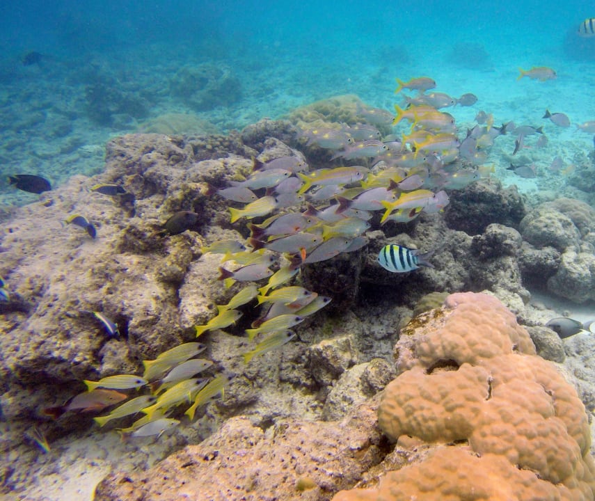 Sport & Freizeit Summer Island Maldives