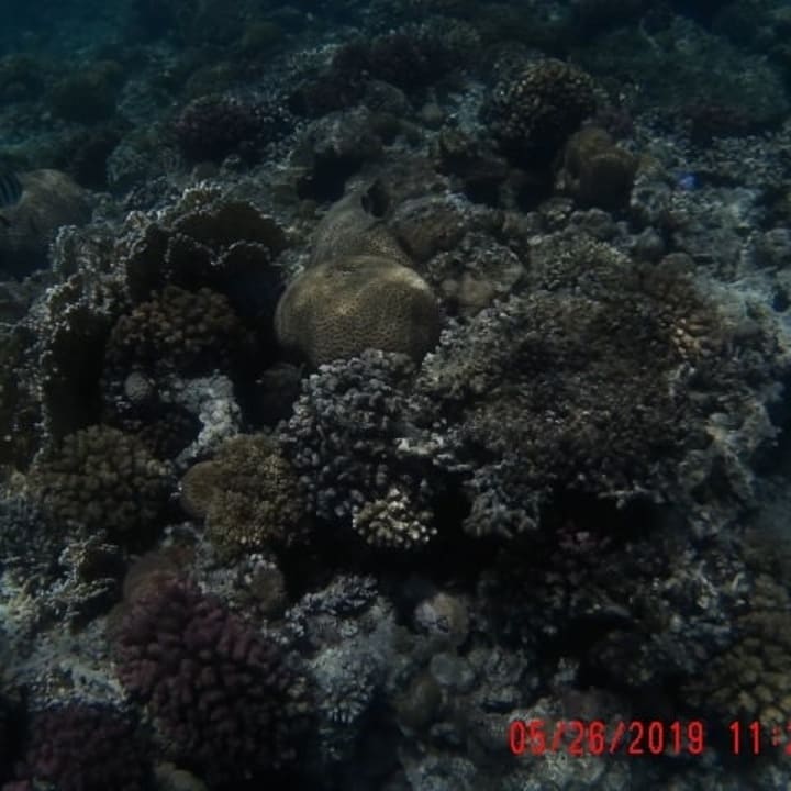 Sport & Freizeit Menaville Safaga