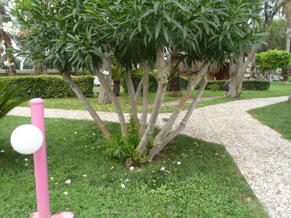 Gartenanlage VONRESORT Golden Coast