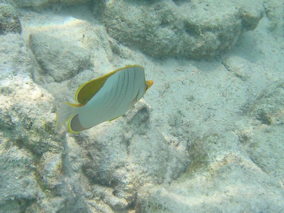 Unterwasserwelt beim Hotel Summer Island Village Summer Island Maldives
