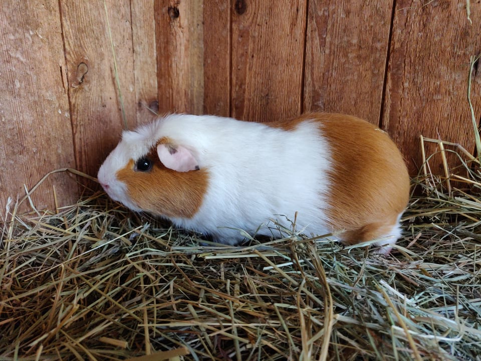 Sport & Freizeit Ferienhof Lehner am Rothsee