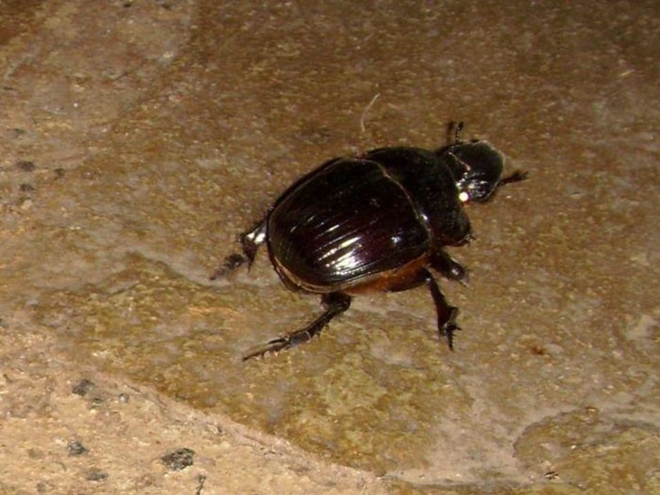Von denen gab es eine Menge Ashnil Aruba Lodge