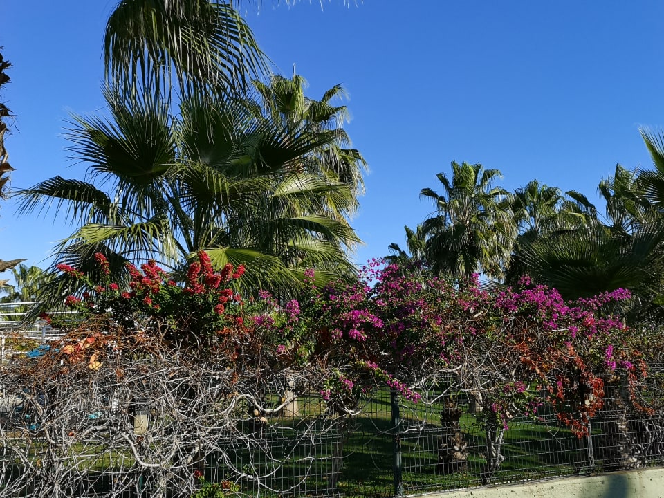 Gartenanlage Commodore Elite Suites & Spa - Adults only