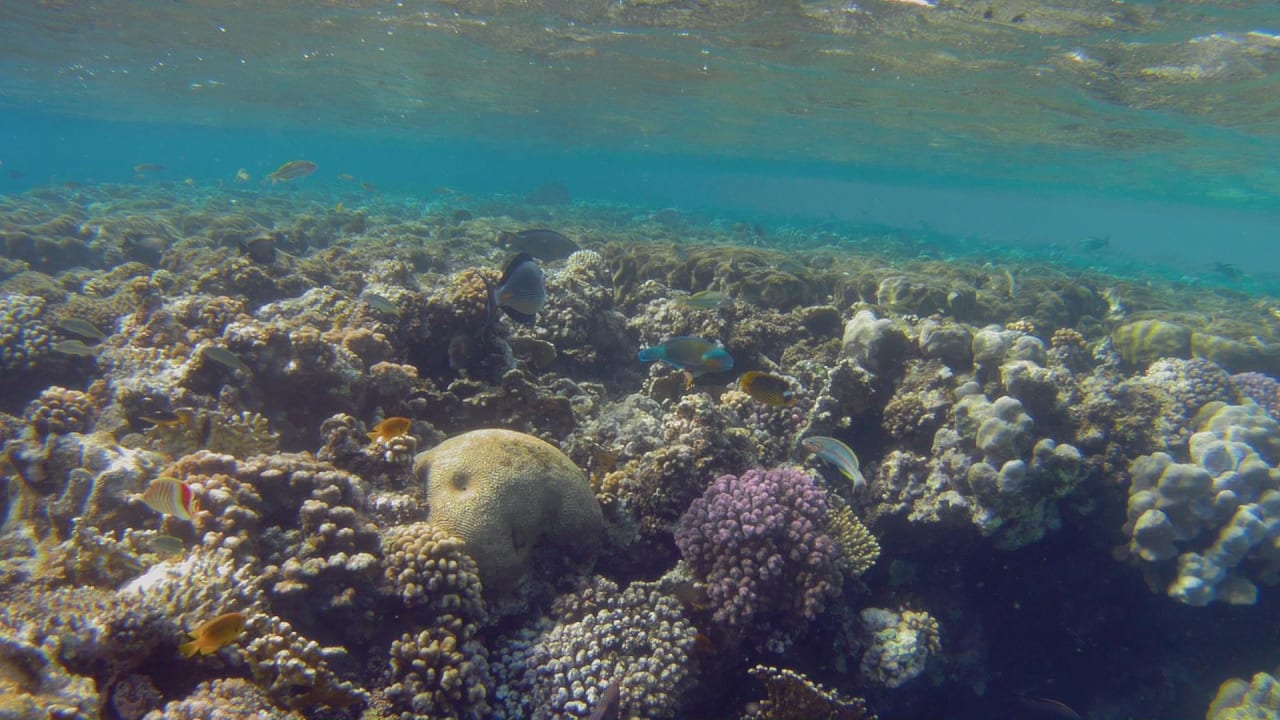 Sport & Freizeit Hotel Gorgonia Beach Resort