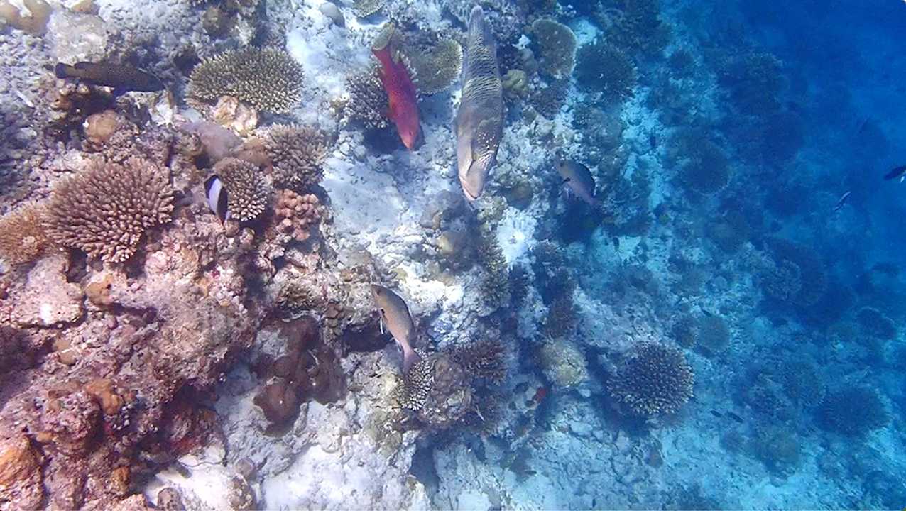 Sonstiges Vilamendhoo Island Resort & Spa