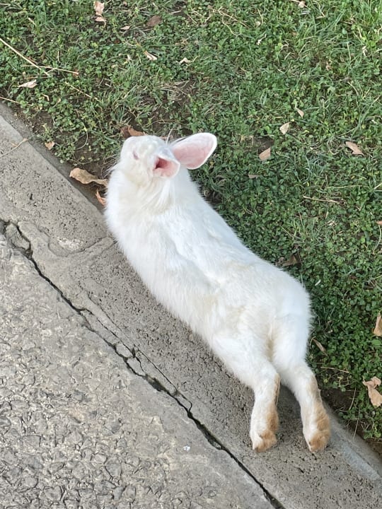 Sonstiges Labranda Alantur Resort