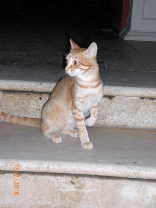 Hotelkatze Antique Roman Palace Museum Hotel - Adults Only 16+