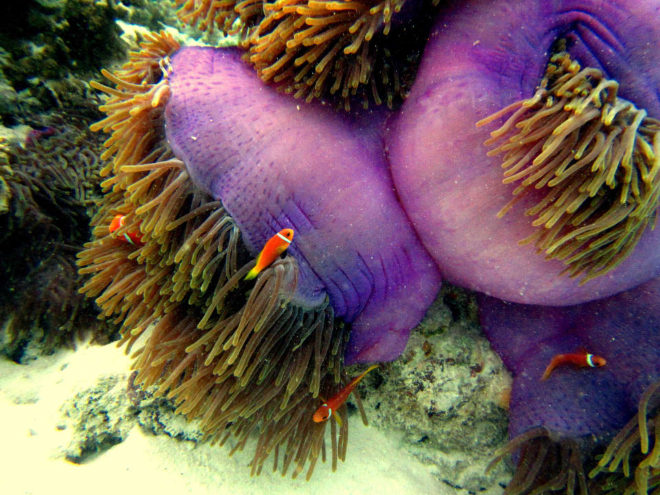 Unterwasserwelt  Kuramathi Maldives