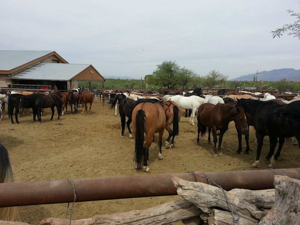 Pferdeherde Hotel Tanque Verde