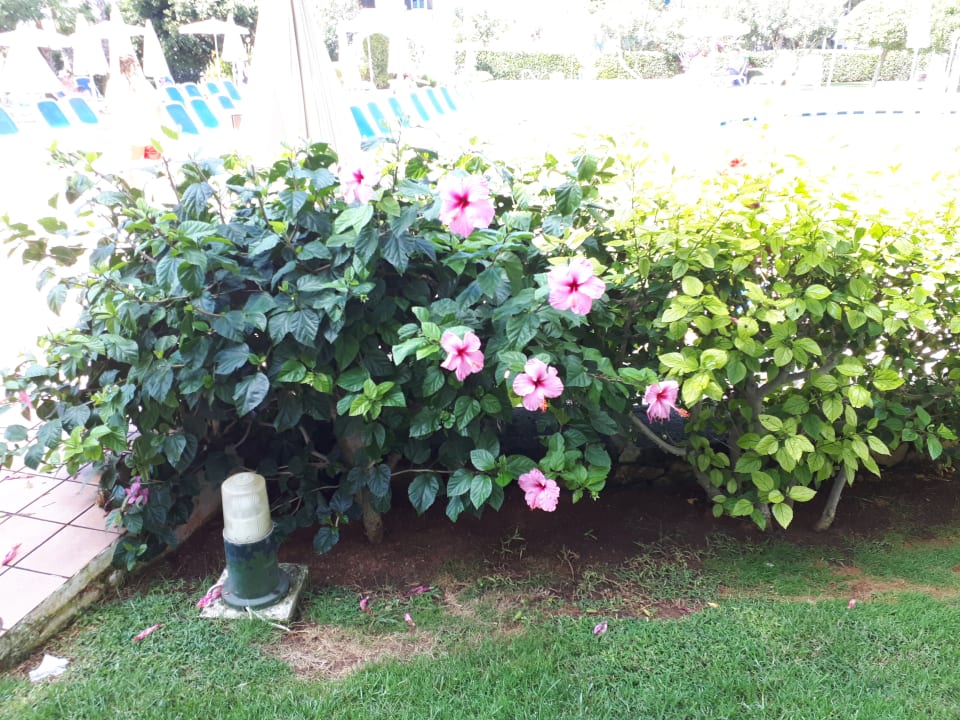 Gartenanlage Globales Cala Blanca