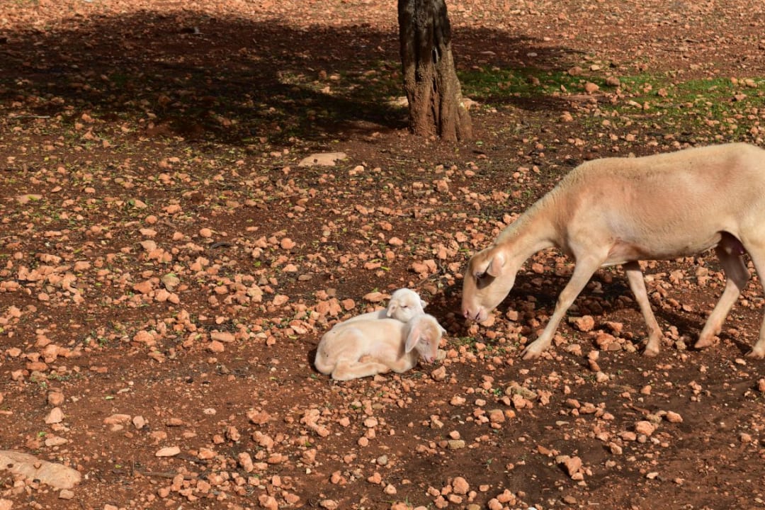 Außenansicht Finca Son Guardiola