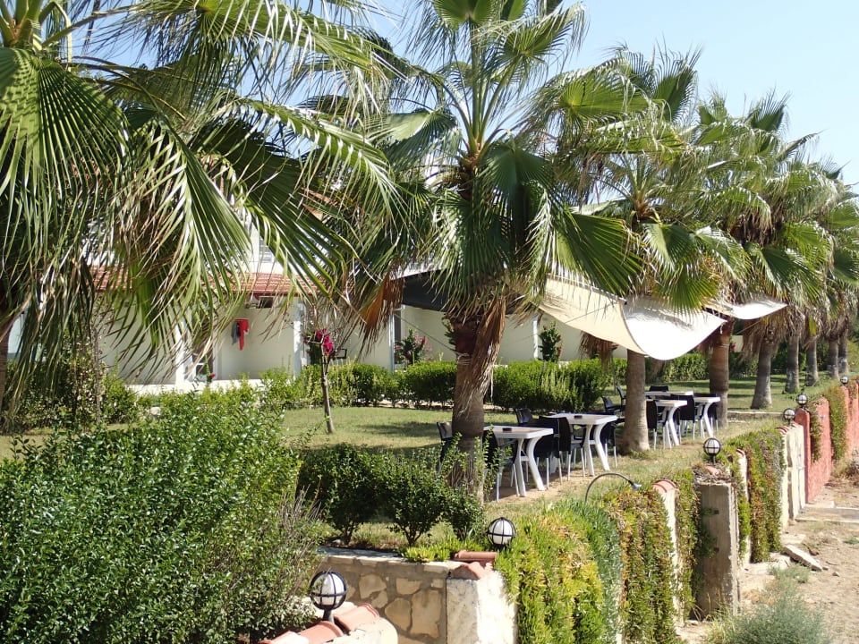 Palmen direkt vor den Zimmern und am Strand Adora Calma Beach Hotel