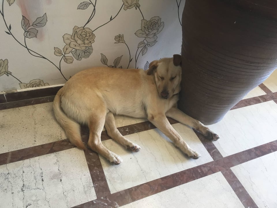 Der Hotelhund Bobo beim Mittagsstündchen Acharavi Beach Hotel