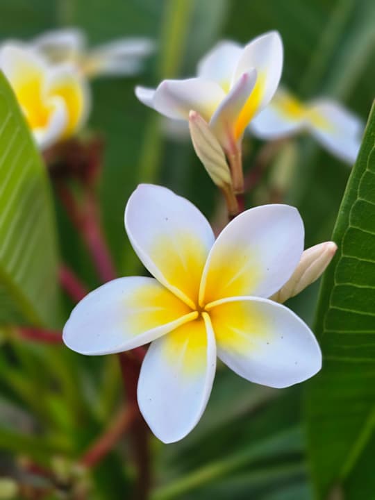 Gartenanlage Arum Barut Collection