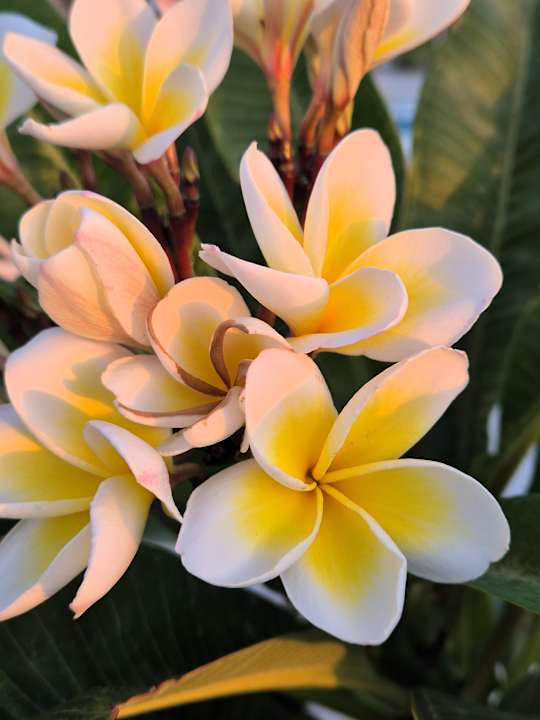 Gartenanlage JAZ Elite Asteria