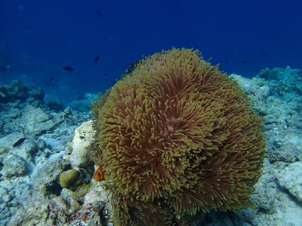 Anemone Adaaran Select Meedhupparu Island Resort - Premium All Inclusive
