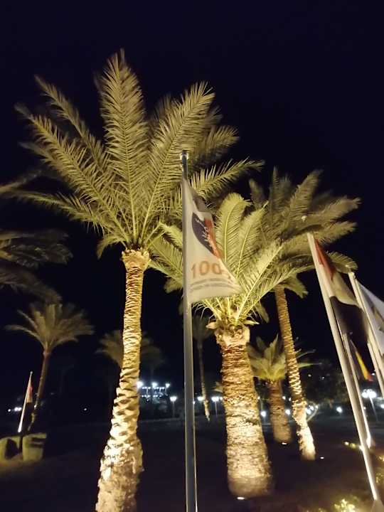 Gartenanlage Desert Rose