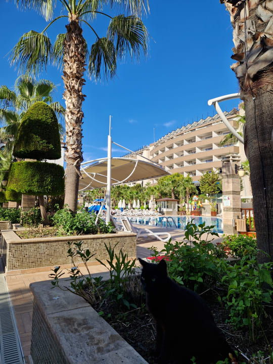 Pool Dizalya Palm Garden