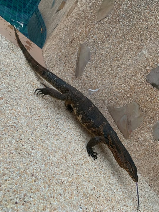 Pool Moracea by Khao Lak Resort