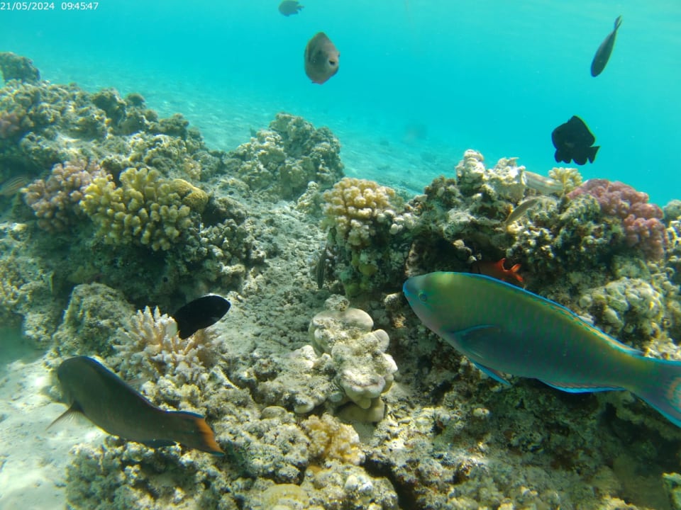 Sport & Freizeit The V Luxury Resort Sahl Hasheesh