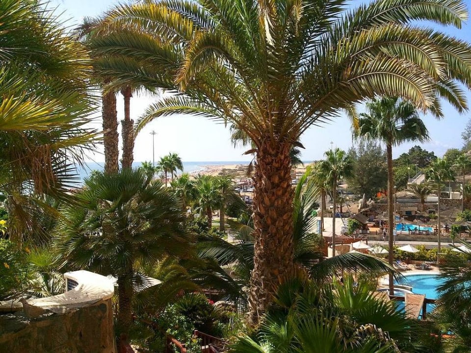 Die schöne Außenanlage mit Palmen ohne Ende Corallium Dunamar by Lopesan Hotels