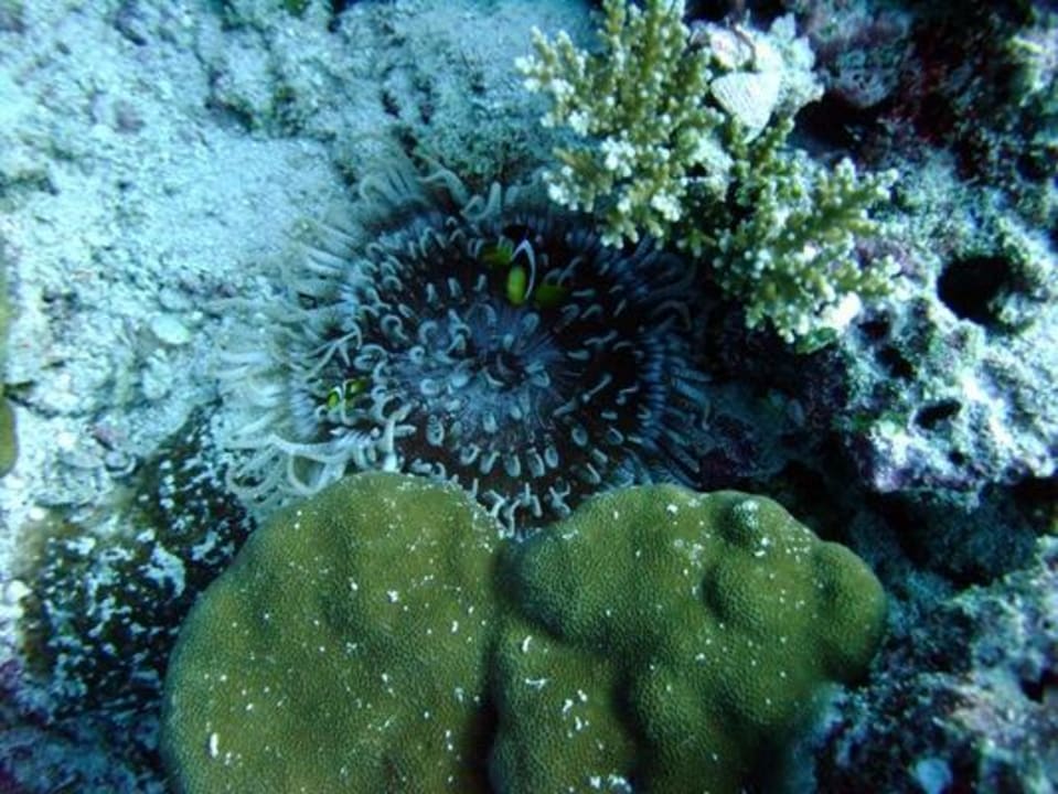 Unterwasser - Bootstauchgang NH Collection Maldives Reethi Resort