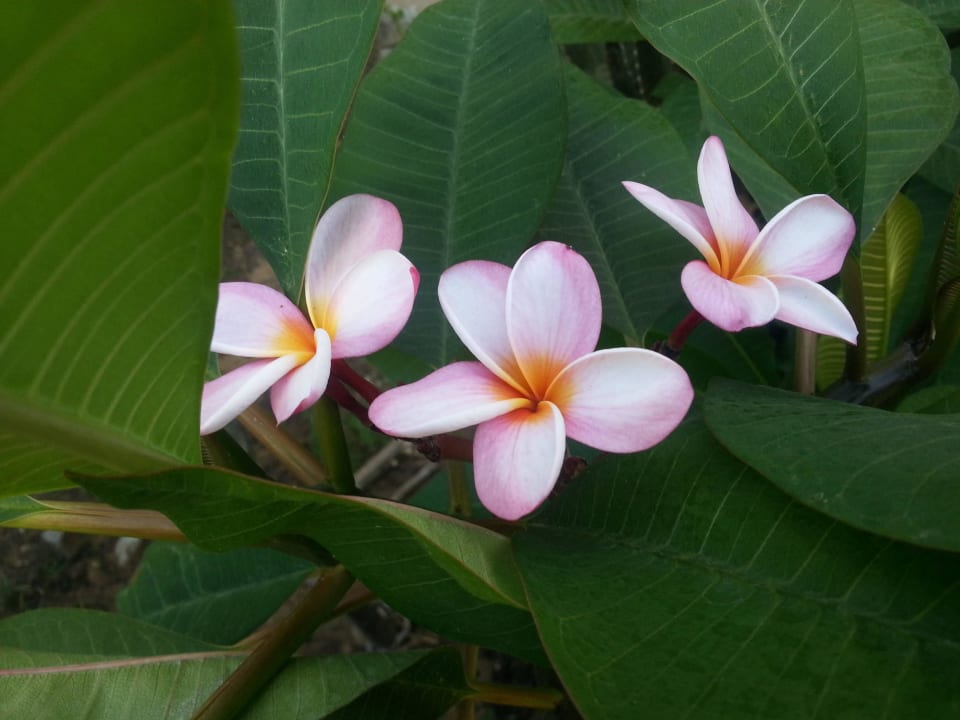 Plumeria  Hotel Kathrin Beach