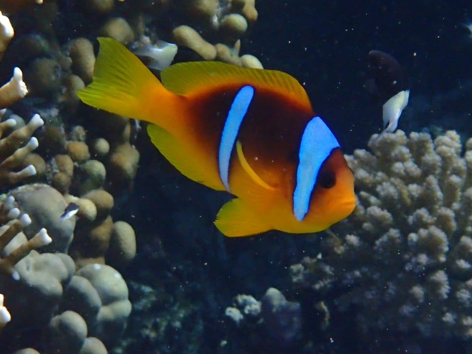 Strand Hotel Gorgonia Beach Resort