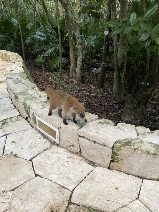 Gartenanlage Catalonia Royal Tulum Beach & Spa Resort - Adults only