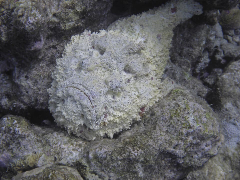 Steinfisch Adaaran Select Meedhupparu Island Resort - Premium All Inclusive