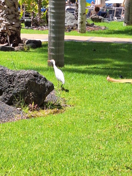 Gartenanlage Hipotels Natura Palace