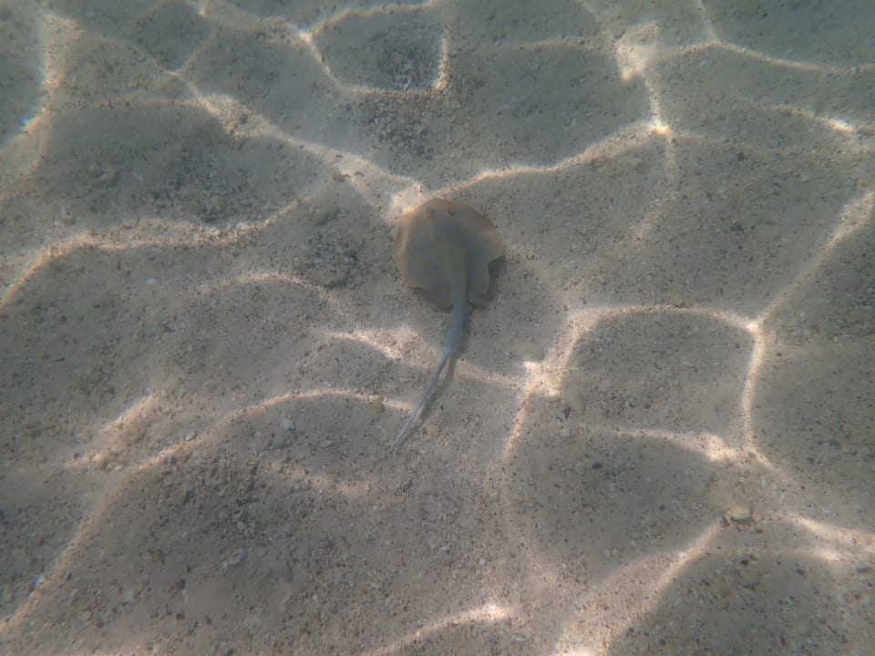 Strand Mövenpick Resort El Quseir