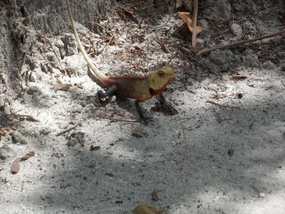 Einfach nur schön Adaaran Select Hudhuran Fushi - Premium All Inclusive