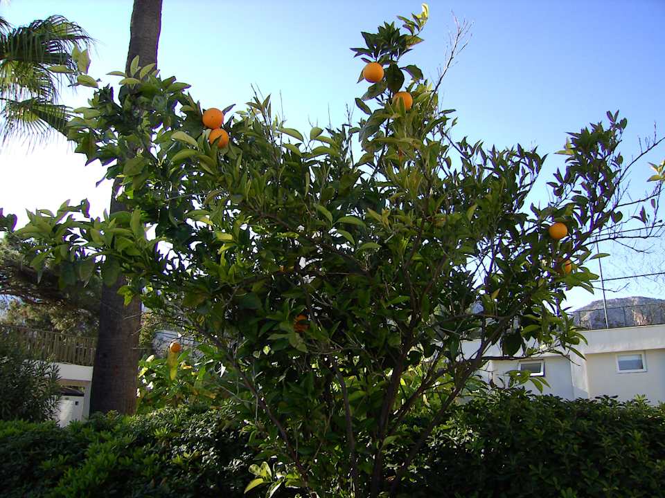 Fruchtbaum Kilikya Palace Göynük