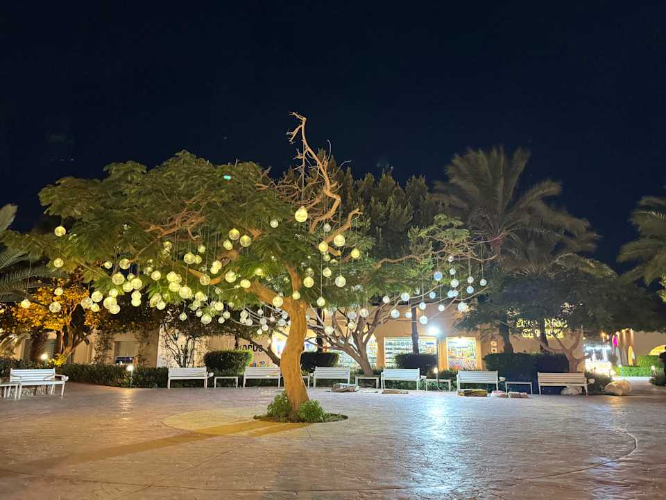 Gartenanlage Desert Rose