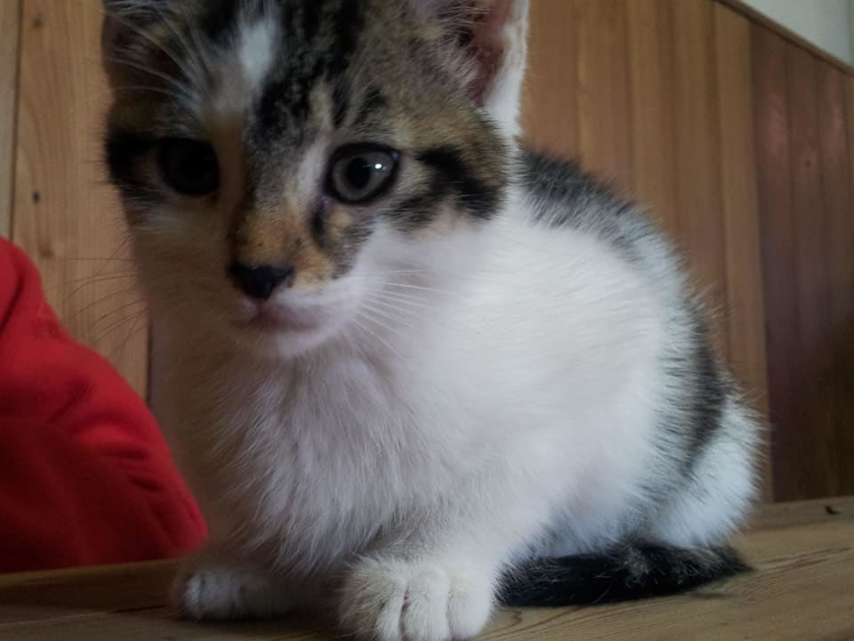  Donald Hotel Garni Ransburgerhof