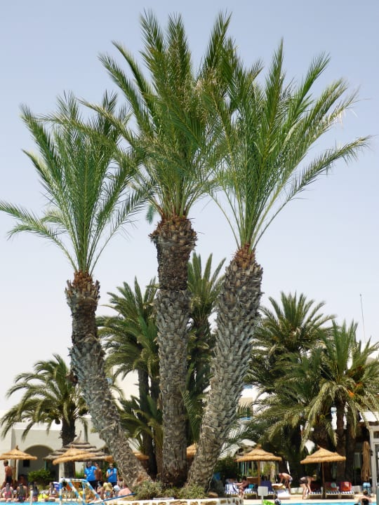 Gartenanlage Golf Beach Hotel & Spa