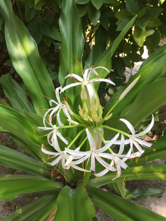 Malediven 3/2015 Adaaran Select Meedhupparu Island Resort - Premium All Inclusive