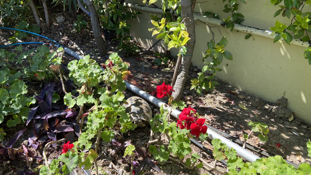 Gartenanlage TUI BLUE Barut Andız - All Inclusive - Adults Only