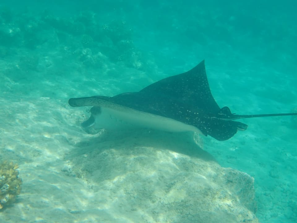 Strand Makadi Spa - Adults only