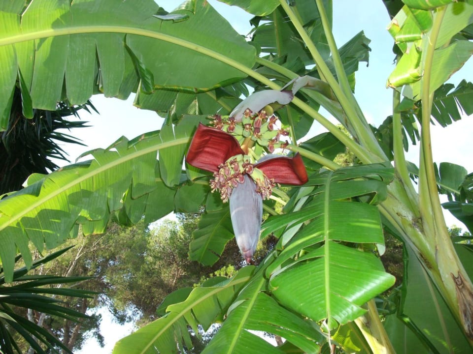 Bananen TUI MAGIC LIFE Cala Pada
