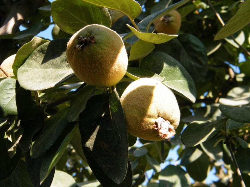 Hotel Crystal Family Resort Crystal Family Comfort Collection