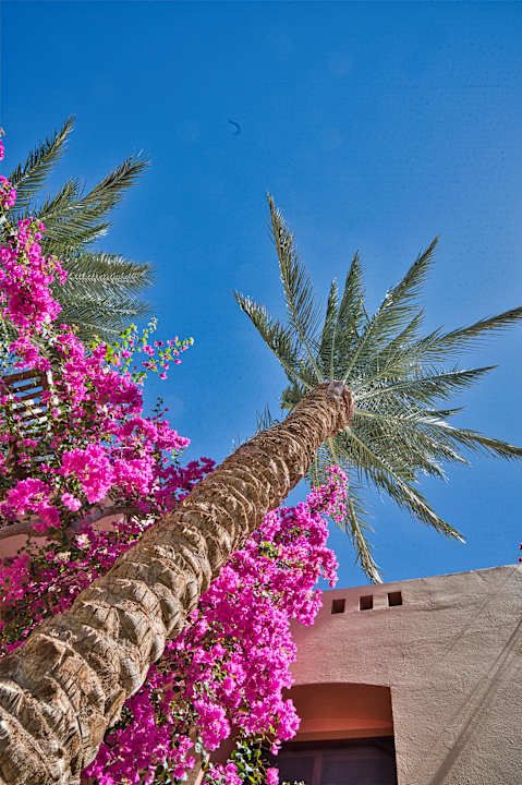 Gartenanlage Steigenberger Coraya Beach - Adults only