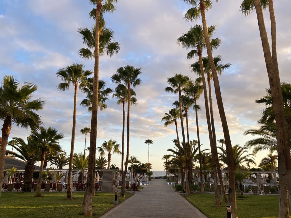 Gartenanlage Hotel Riu Palace Tenerife